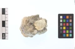Foto von Calcit (NHMW-MIN-As369)